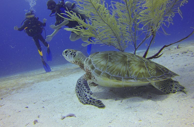 Scuba Diving Gear